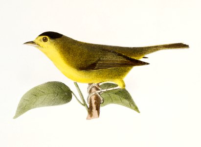 117. The Gren Black-capped Warbler (Wilsonia pusilla) 118. The Golden-winged Warbler (Vermivora chrysoptera) illustration from Zoology of New York (1842–1844) by James Ellsworth De Kay.. Free illustration for personal and commercial use.