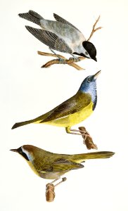 121. The Carolina Tit (Patus carolinensis) 122. The Mourning Warbler (Trichas philadelphia) 123. The Yellow-throat (Trichas marilandica) illustration from Zoology of New York (1842–1844) by James Ellsworth De Kay.