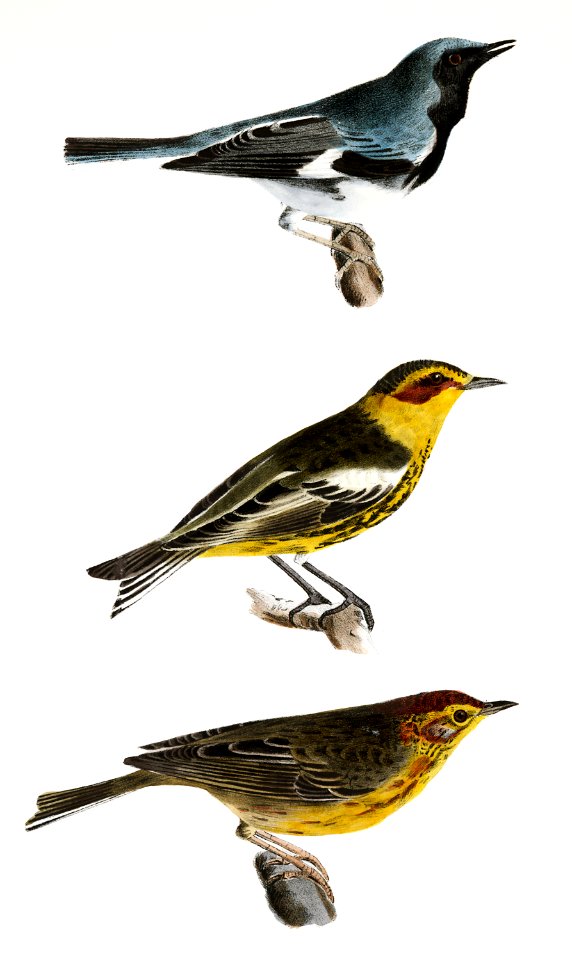 131. The Black-throated Blue Warbler (Sylvicola canadensis) 132. He Cape-May Warbler (Sylvicola maritima) 133. The Nashville Warbler (Syvicola ruficapilla) illustration from Zoology of New York (1842–1844) by James Ellsworth De Kay.