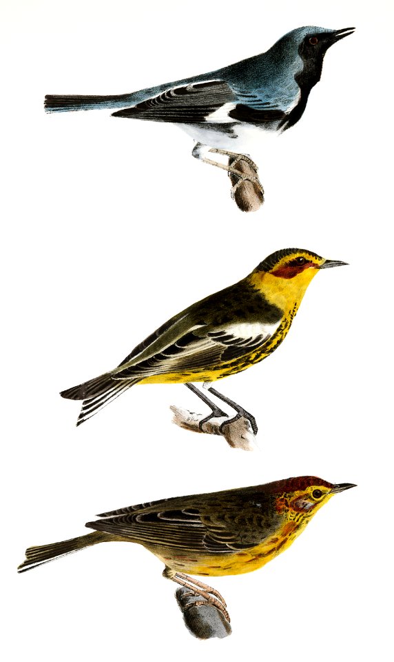 131. The Black-throated Blue Warbler (Sylvicola canadensis) 132. He Cape-May Warbler (Sylvicola maritima) 133. The Nashville Warbler (Syvicola ruficapilla) illustration from Zoology of New York (1842–1844) by James Ellsworth De Kay.. Free illustration for personal and commercial use.