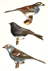 137. The White-crowned Sparrow (Fringilla graminea) 138. The Snowbird (Struthus hyemalis) 139. The White-crowned Sparrow (Fringilla leucophrys) illustration from Zoology of New York (1842–1844) by James Ellsworth De Kay.