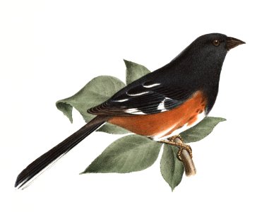 161. Swamp Finch (Ammodramus palustris) 162. Chewink (Pipilo erythrophthalmus) illustration from Zoology of New York (1842–1844) by James Ellsworth De Kay.