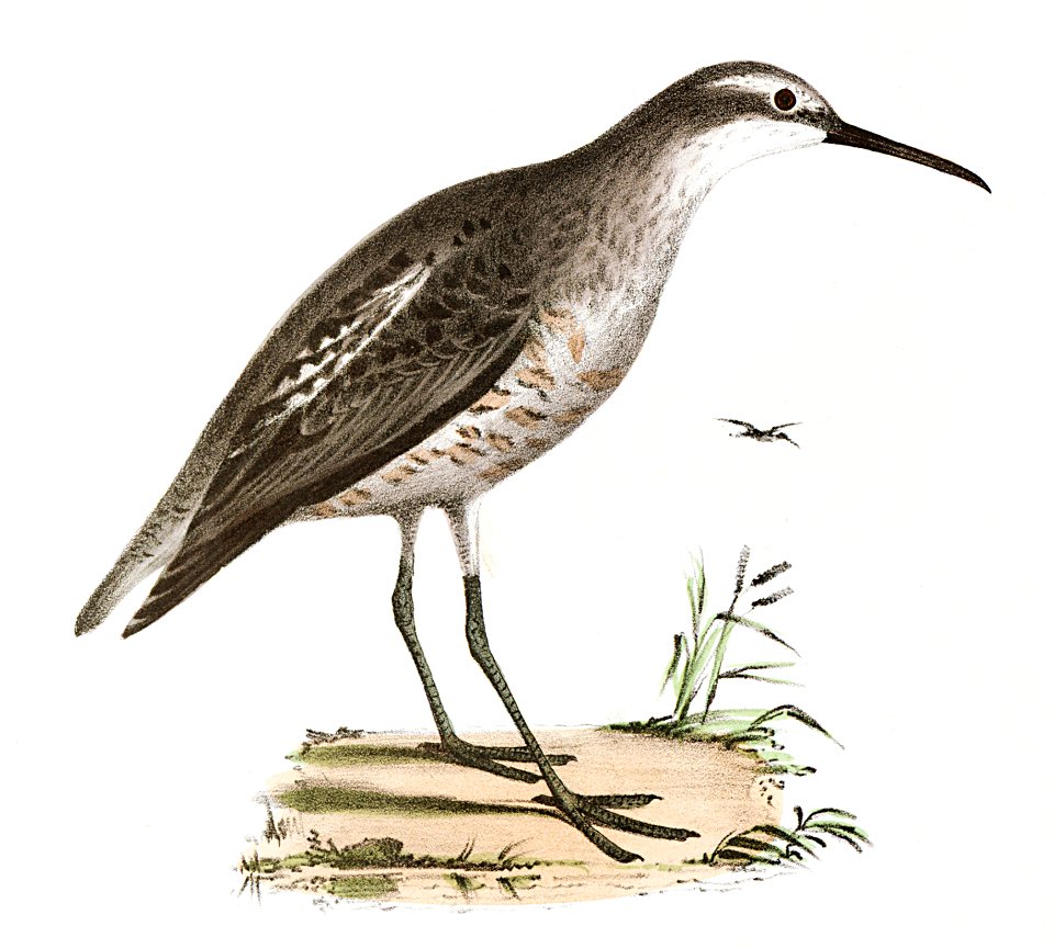 195. Semipalmated Sandpiper (Heterepoda semipalmata) 196. Long-legged Sandpiper (Hemipalma himantopus) illustration from Zoology of New York (1842–1844) by James Ellsworth De Kay.