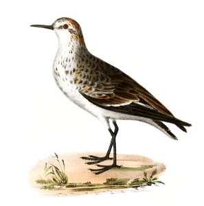 195. Semipalmated Sandpiper (Heterepoda semipalmata) 196. Long-legged Sandpiper (Hemipalma himantopus) illustration from Zoology of New York (1842–1844) by James Ellsworth De Kay.. Free illustration for personal and commercial use.