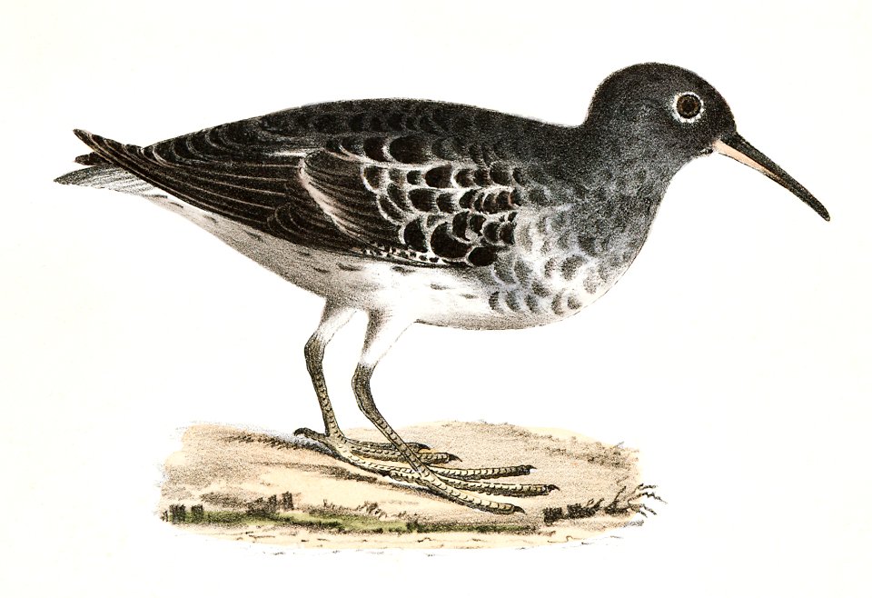197. Buff-breasted Sandpiper (Tringa rufescens) 198. Purple Sandpiper (Tringa maritima) illustration from Zoology of New York (1842–1844) by James Ellsworth De Kay.