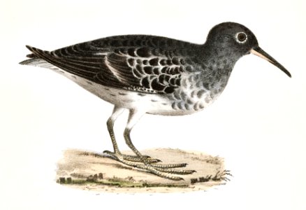 197. Buff-breasted Sandpiper (Tringa rufescens) 198. Purple Sandpiper (Tringa maritima) illustration from Zoology of New York (1842–1844) by James Ellsworth De Kay.. Free illustration for personal and commercial use.