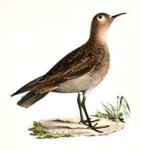 197. Buff-breasted Sandpiper (Tringa rufescens) 198. Purple Sandpiper (Tringa maritima) illustration from Zoology of New York (1842–1844) by James Ellsworth De Kay.. Free illustration for personal and commercial use.