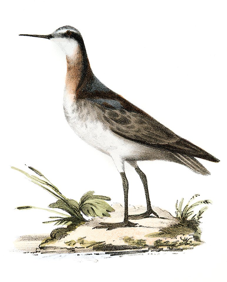 201, 202. Wilson's Holopode (Holopodius wilsoni) illustration from Zoology of New York (1842–1844) by James Ellsworth De Kay.