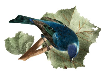 156. Song Sparrow (Fringilla melodia) 157. Indigo-bird (Spiza cyanea) illustration from Zoology of New York (1842–1844) by James Ellsworth De Kay.