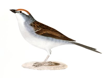 160. Chip-bird (Pletrophanes socialis) 161. Lesser Redpoll (Linaria minor) illustration from Zoology of New York (1842–1844) by James Ellsworth De Kay.