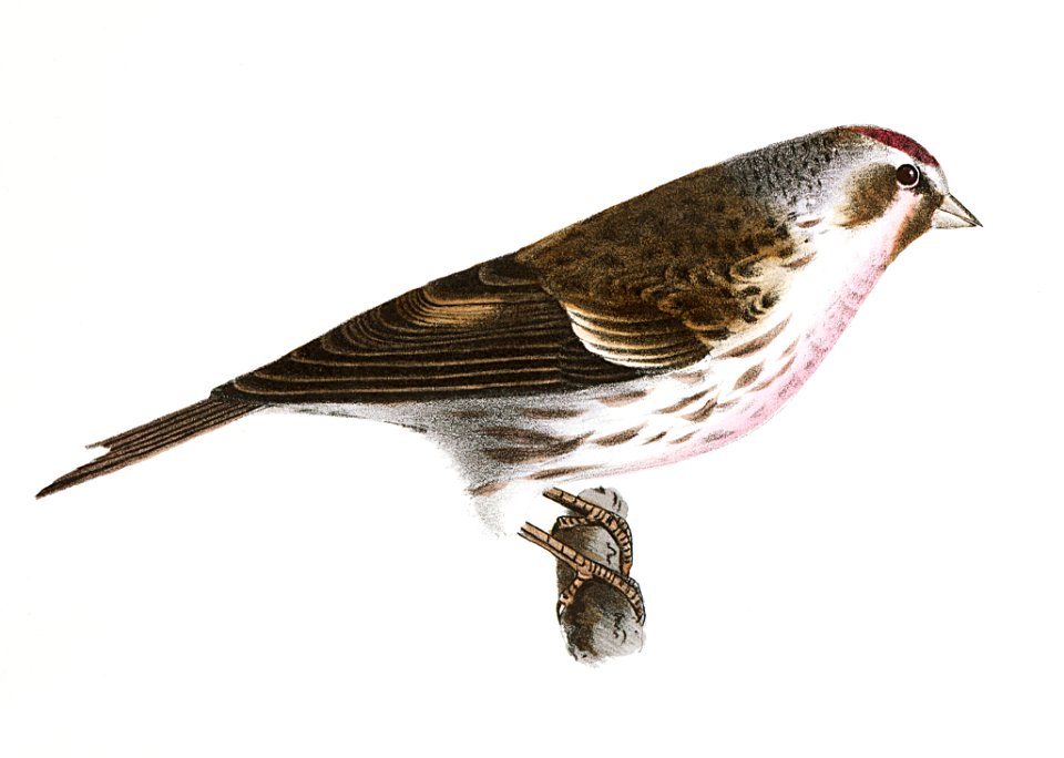 160. Chip-bird (Pletrophanes socialis) 161. Lesser Redpoll (Linaria minor) illustration from Zoology of New York (1842–1844) by James Ellsworth De Kay.