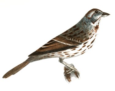 156. Song Sparrow (Fringilla melodia) 157. Indigo-bird (Spiza cyanea) illustration from Zoology of New York (1842–1844) by James Ellsworth De Kay.