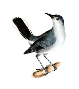126. The Blue-gray Gnatcatcher (Culicivora cerulea) 127. The Kentucky Warbler (Sylvicola formosa) illustration from Zoology of New York (1842–1844) by James Ellsworth De Kay.