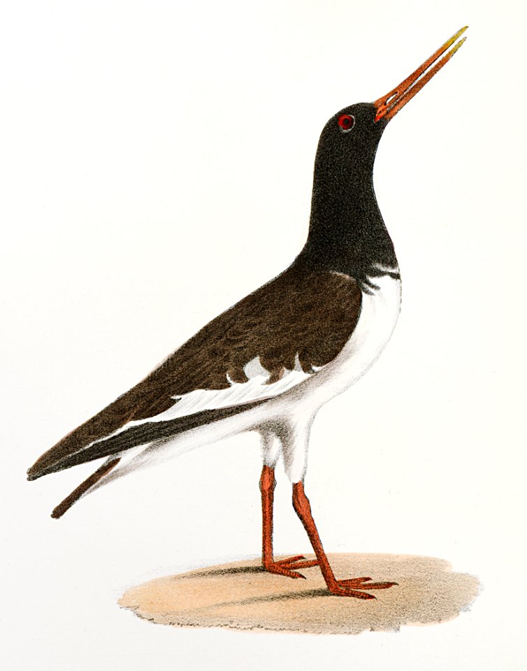 182. Turnstone (Strepsilas interpres) 183. Mantled Oyster-catcher (Hæmatopus palliatus) illustration from Zoology of New York (1842–1844) by James Ellsworth De Kay.