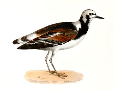 182. Turnstone (Strepsilas interpres) 183. Mantled Oyster-catcher (Hæmatopus palliatus) illustration from Zoology of New York (1842–1844) by James Ellsworth De Kay.