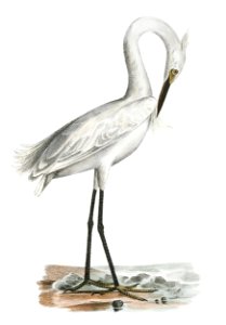 187. White-crested Heron (Ardea candidissima) 188. Green Heron or Poke (Ardea virescens) illustration from Zoology of New York (1842–1844) by James Ellsworth De Kay.. Free illustration for personal and commercial use.