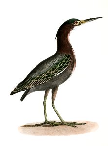 187. White-crested Heron (Ardea candidissima) 188. Green Heron or Poke (Ardea virescens) illustration from Zoology of New York (1842–1844) by James Ellsworth De Kay.
