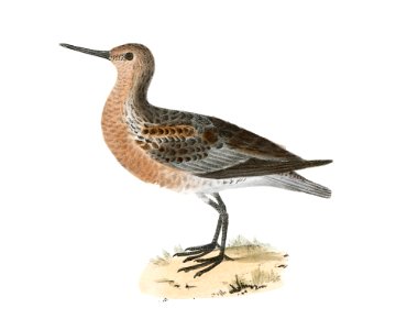 193. Pectoral Sandpiper (Tringa pectoralis) 194. Red-breasted Sandpiper (Tringa canutus) illustration from Zoology of New York (1842–1844) by James Ellsworth De Kay.