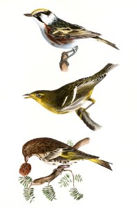 134. The Chestnut-sided Warbler (Sylvicola icterocephala) 135. The Hemlock Warbler (Sylvicola parus) 136. The Pine Finch (Carduelis pinus) illustration from Zoology of New York (1842–1844) by James Ellsworth De Kay.. Free illustration for personal and commercial use.
