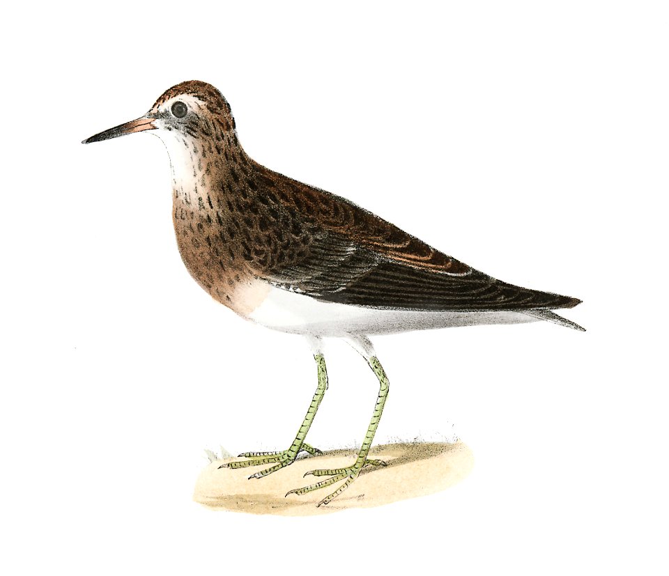 193. Pectoral Sandpiper (Tringa pectoralis) 194. Red-breasted Sandpiper (Tringa canutus) illustration from Zoology of New York (1842–1844) by James Ellsworth De Kay.