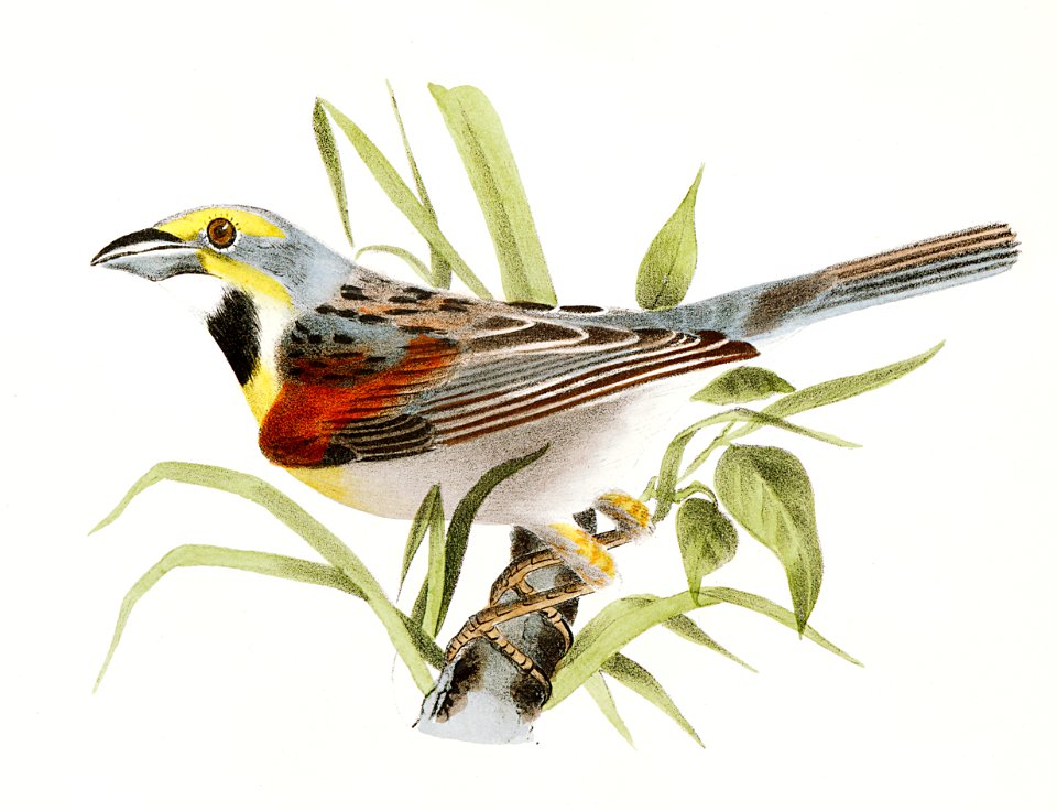 110. The Prairie Warbler (Sylvicola discolor) 111. The Black-throated Bunting (Emberiza americana) illustration from Zoology of New York (1842–1844) by James Ellsworth De Kay.. Free illustration for personal and commercial use.