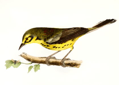 110. The Prairie Warbler (Sylvicola discolor) 111. The Black-throated Bunting (Emberiza americana) illustration from Zoology of New York (1842–1844) by James Ellsworth De Kay.