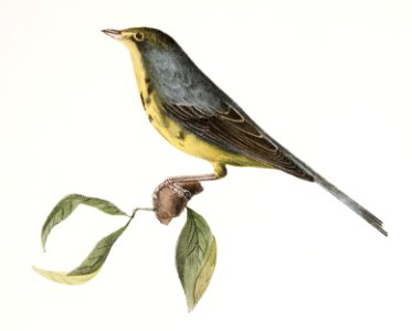 115. The Spotted Canada Warbler (Sylvicola pardalina) 116. The Bay-breasted Warbler (Sylvicola castanea) illustration from Zoology of New York (1842–1844) by James Ellsworth De Kay.