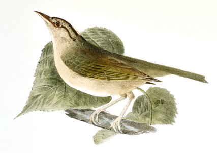 124. The Wormeating Warbler (Vermivora pensylvanica) 125. The Blue-winged Warbler (Vermivora solitaria) illustration from Zoology of New York (1842–1844) by James Ellsworth De Kay.