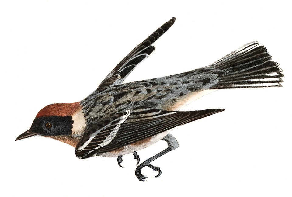 115. The Spotted Canada Warbler (Sylvicola pardalina) 116. The Bay-breasted Warbler (Sylvicola castanea) illustration from Zoology of New York (1842–1844) by James Ellsworth De Kay.