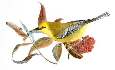 124. The Wormeating Warbler (Vermivora pensylvanica) 125. The Blue-winged Warbler (Vermivora solitaria) illustration from Zoology of New York (1842–1844) by James Ellsworth De Kay.