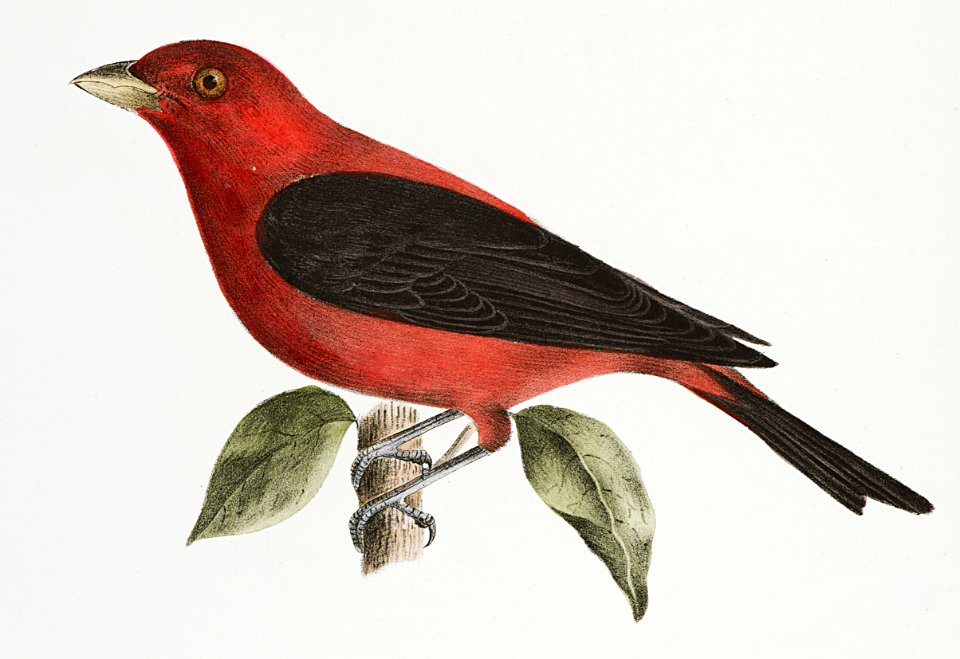 148. The Redbird (Pyranga æstiva) 149. The Black-winged Redbird (Pyranga rubra) illustration from Zoology of New York (1842–1844) by James Ellsworth De Kay.
