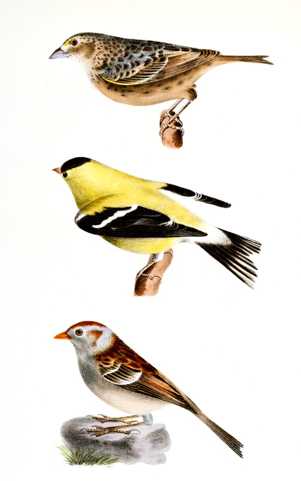 150. Yellow-winged Bunting (Emberiza passerina) 151. Yellowbird (Carduelis tristis) 152. Field Bunting (Emberiza pusilla) illustration from Zoology of New York (1842–1844) by James Ellsworth De Kay.
