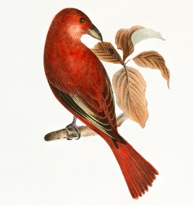 148. The Redbird (Pyranga æstiva) 149. The Black-winged Redbird (Pyranga rubra) illustration from Zoology of New York (1842–1844) by James Ellsworth De Kay.