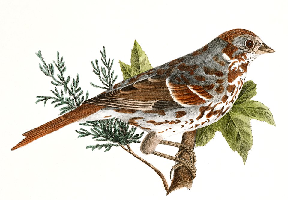 165. Horned Lark (Alauda cornuta) 166. Fox-colored Sparrow (Fringilla iliaca) illustration from Zoology of New York (1842–1844) by James Ellsworth De Kay.