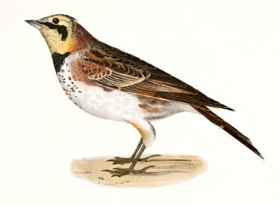 165. Horned Lark (Alauda cornuta) 166. Fox-colored Sparrow (Fringilla iliaca) illustration from Zoology of New York (1842–1844) by James Ellsworth De Kay.. Free illustration for personal and commercial use.