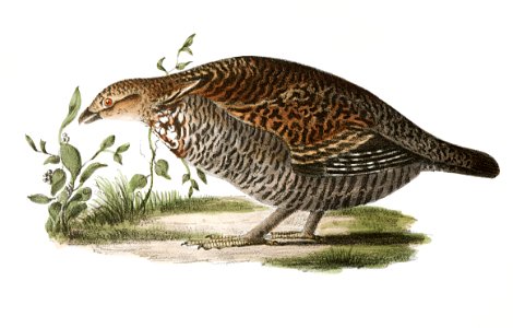 174. Partridge (Tetrao umbellus) 175. Pinnated Grouse (Tetrao cupido) illustration from Zoology of New York (1842–1844) by James Ellsworth De Kay.. Free illustration for personal and commercial use.