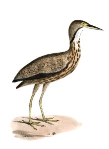 189. American Bittern (Ardea minor) 190. Small Bittern (Ardea exilis) illustration from Zoology of New York (1842–1844) by James Ellsworth De Kay.. Free illustration for personal and commercial use.