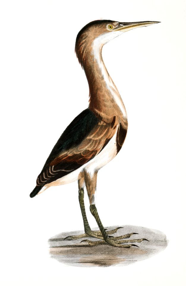 189. American Bittern (Ardea minor) 190. Small Bittern (Ardea exilis) illustration from Zoology of New York (1842–1844) by James Ellsworth De Kay.