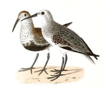 191. Schnitz's Sandpiper (Tringa schinzi). 192. Black-breasted Sandpiper (Tringa cinclus) illustration from Zoology of New York (1842–1844) by James Ellsworth De Kay.. Free illustration for personal and commercial use.