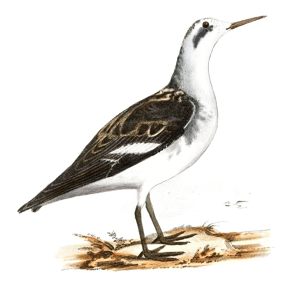 203, 204. Hyperborean Lobefoot (Lobipes hyperboreus) illustration from Zoology of New York (1842–1844) by James Ellsworth De Kay.
