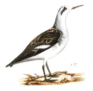 203, 204. Hyperborean Lobefoot (Lobipes hyperboreus) illustration from Zoology of New York (1842–1844) by James Ellsworth De Kay.
