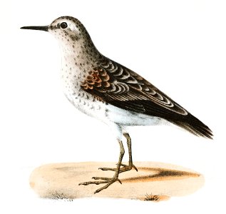 207, 208. Wilson's Sandpiper (Tringa pusilla) illustration from Zoology of New York (1842–1844) by James Ellsworth De Kay.. Free illustration for personal and commercial use.