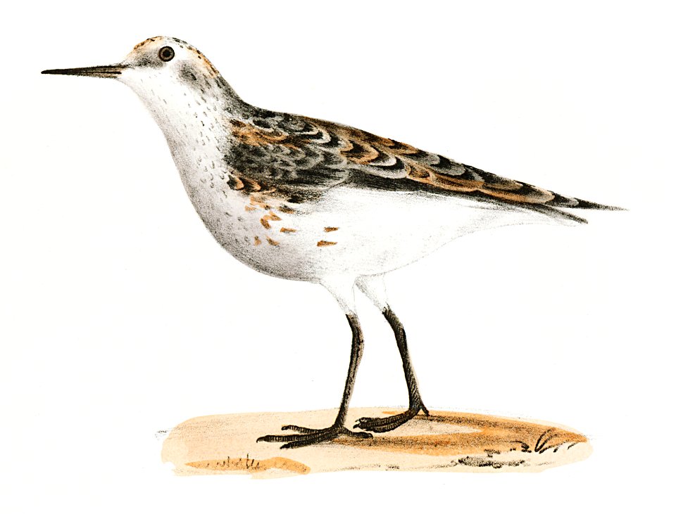207, 208. Wilson's Sandpiper (Tringa pusilla) illustration from Zoology of New York (1842–1844) by James Ellsworth De Kay.
