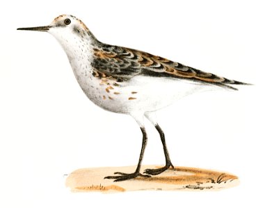 207, 208. Wilson's Sandpiper (Tringa pusilla) illustration from Zoology of New York (1842–1844) by James Ellsworth De Kay.. Free illustration for personal and commercial use.