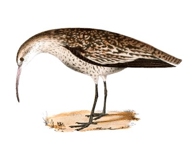 213. Curlew Sandpiper (Tringa subarquata) 214. Small Esquimaux Curlew (Numenius borealis) illustration from Zoology of New York (1842–1844) by James Ellsworth De Kay.. Free illustration for personal and commercial use.