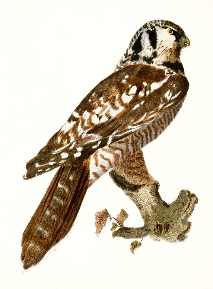 19. The Hawk Owl (Surnia funerea) 20. The Snow Owl (Surnia nyctea) illustration from Zoology of New York (1842–1844) by James Ellsworth De Kay.