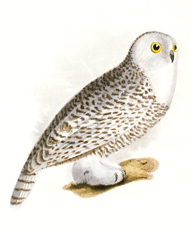 19. The Hawk Owl (Surnia funerea) 20. The Snow Owl (Surnia nyctea) illustration from Zoology of New York (1842–1844) by James Ellsworth De Kay.