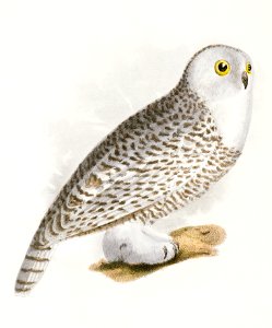 19. The Hawk Owl (Surnia funerea) 20. The Snow Owl (Surnia nyctea) illustration from Zoology of New York (1842–1844) by James Ellsworth De Kay.. Free illustration for personal and commercial use.