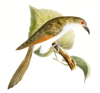 30.The Yellow-billed Cuckoo (Coccyzus americanus) 31. The Black-billed Cuckoo (Coccyzus erythrophthalmus) illustration from Zoology of New York (1842–1844) by James Ellsworth De Kay.