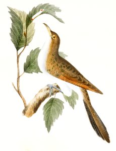 30.The Yellow-billed Cuckoo (Coccyzus americanus) 31. The Black-billed Cuckoo (Coccyzus erythrophthalmus) illustration from Zoology of New York (1842–1844) by James Ellsworth De Kay.. Free illustration for personal and commercial use.